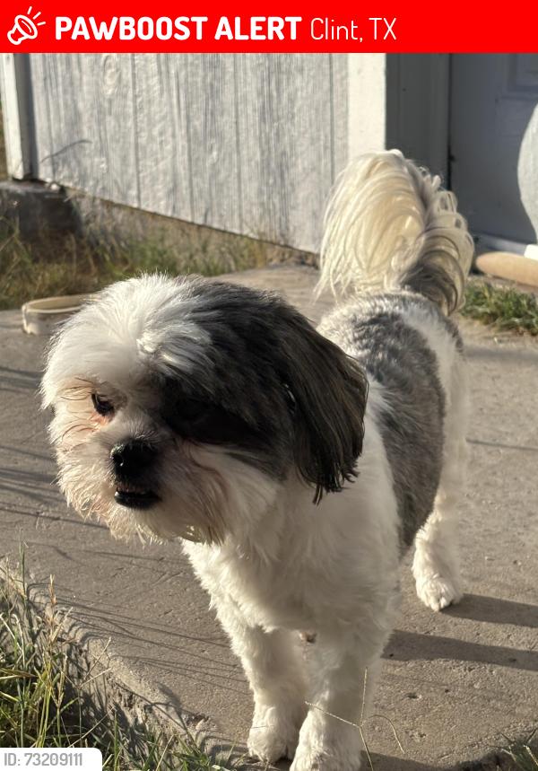 Lost Female Dog last seen N loop dr , roberts ranch rd, Clint, TX 79836