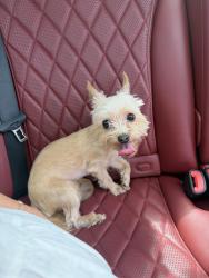 Found/Stray Female Dog last seen Costco, Корал-Спрингс, FL 33076