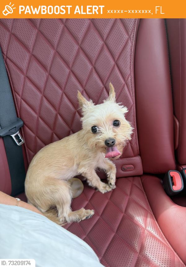 Found/Stray Female Dog last seen Costco, Корал-Спрингс, FL 33076