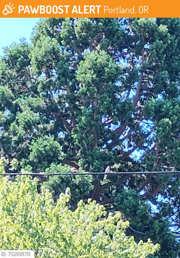 Found/Stray Unknown Bird last seen 136th and yamholl, Portland, OR 97233