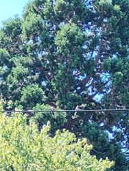 Found/Stray Unknown Bird last seen 136th and yamholl, Portland, OR 97233
