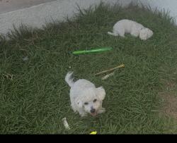 Reunited Male Dog last seen Allen Rd & S County Line Rd in Lithia, Lithia, FL 33547