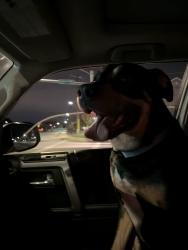 Found/Stray Male Dog last seen Lauderdale Dr and Church Road, Short Pump, VA 23233