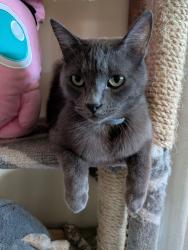 Lost Male Cat last seen Carlton oaks dr/ willow pond rd, Santee, CA 92071