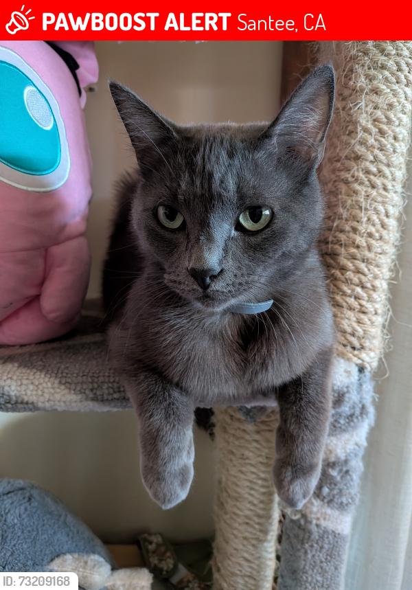 Lost Male Cat last seen Carlton oaks dr/ willow pond rd, Santee, CA 92071