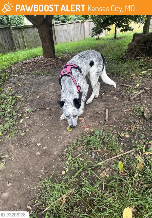 Found/Stray Unknown Dog last seen 86th and Pennsylvania Ave, Kansas City, MO 64114