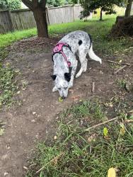 Found/Stray Unknown Dog last seen 86th and Pennsylvania Ave, Kansas City, MO 64114