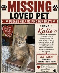 Lost Female Cat last seen Titus Rd, Panama City, FL 32404