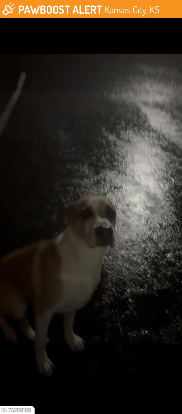 Found/Stray Male Dog last seen Mission rd and 40th Ter crossing mission from rosedale park area, Kansas City, KS 66103