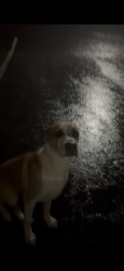 Found/Stray Male Dog last seen Mission rd and 40th Ter crossing mission from rosedale park area, Kansas City, KS 66103