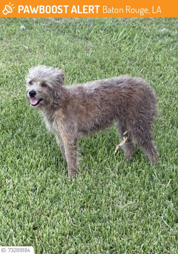 Found/Stray Unknown Dog last seen Woodale Blvd., Baton Rouge, LA 70805