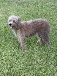 Found/Stray Unknown Dog last seen Woodale Blvd., Baton Rouge, LA 70805