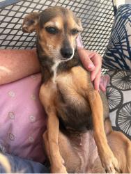 Lost Female Dog last seen 80th St. and COLLINS Avenue, Miami Beach, FL 33141