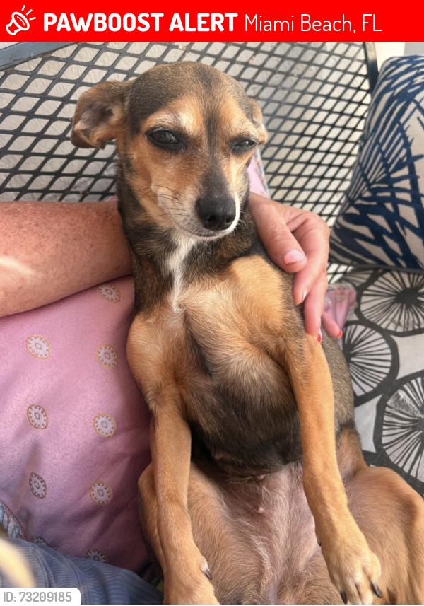 Lost Female Dog last seen 80th St. and COLLINS Avenue, Miami Beach, FL 33141