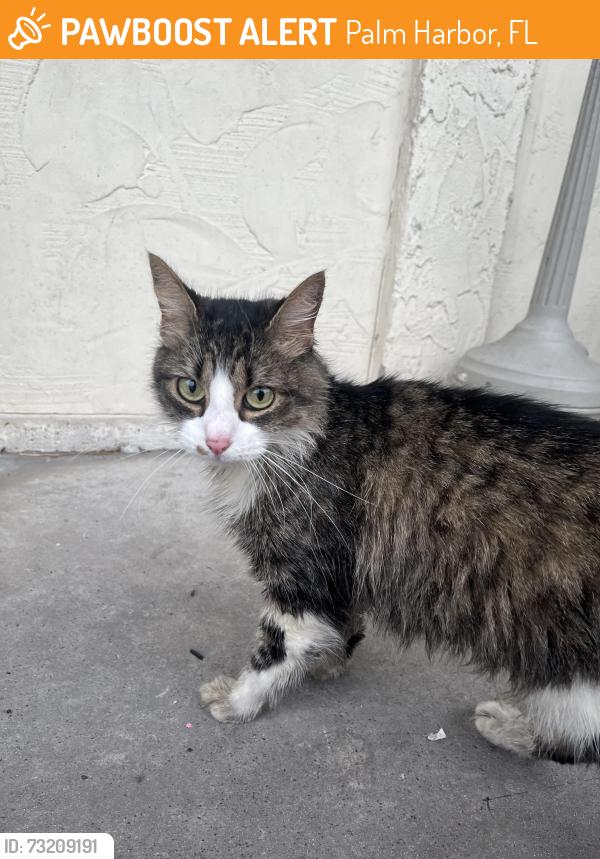 Found/Stray Unknown Cat last seen US 19 next to Outback, Palm Harbor, FL 34683