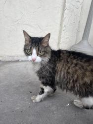 Found/Stray Unknown Cat last seen US 19 next to Outback, Palm Harbor, FL 34683