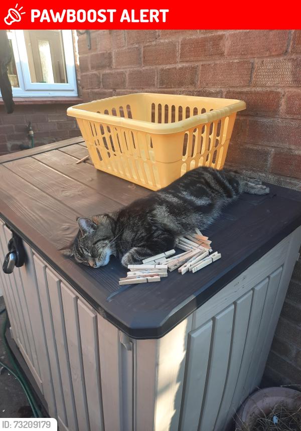 Lost Female Cat last seen Orchard grove, Lower Gornal, England 