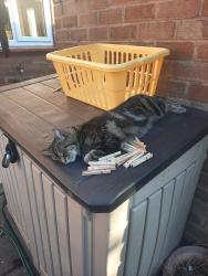 Lost Female Cat last seen Orchard grove, Lower Gornal, England 