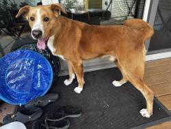 Found/Stray Male Dog last seen Colbert Way and Caprock circle, Dallas, TX 75218