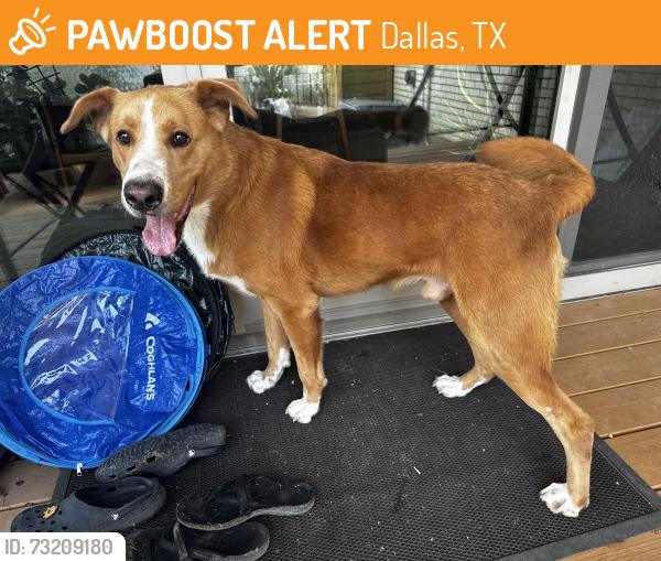 Found/Stray Male Dog last seen Colbert Way and Caprock circle, Dallas, TX 75218