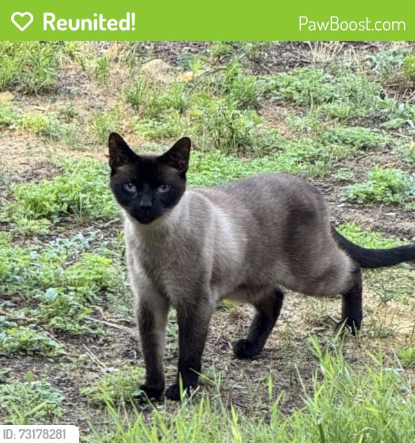 Reunited Unknown Cat last seen Johnson Avenue and Tyler Avenue, Medford, MA 02155