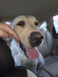 Reunited Male Dog last seen On-ramp to Business 85, Thomasville, NC 27360
