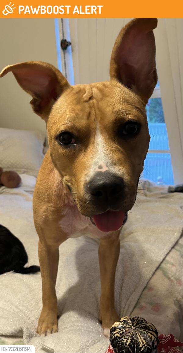 Found/Stray Female Dog last seen I-95 and St rd 60, West Vero Corridor, FL 32966
