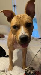 Found/Stray Female Dog last seen I-95 and St rd 60, West Vero Corridor, FL 32966