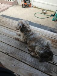 Reunited Male Dog last seen Dewitt street and white oak, Jacksonville, NC 28540