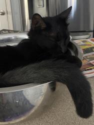 Lost Male Cat last seen Near Renaissance, Lathrop, CA 95330