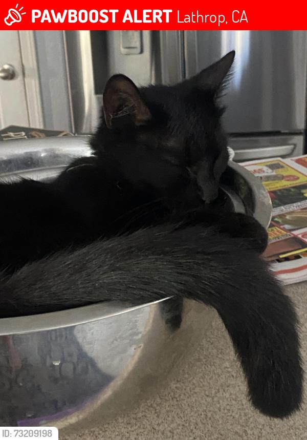 Lost Male Cat last seen Near Renaissance, Lathrop, CA 95330