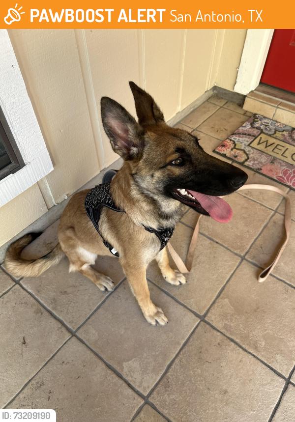 Found/Stray Female Dog last seen Uhr Lane and Bell Drive, San Antonio, TX 78217