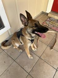 Found/Stray Female Dog last seen Uhr Lane and Bell Drive, San Antonio, TX 78217