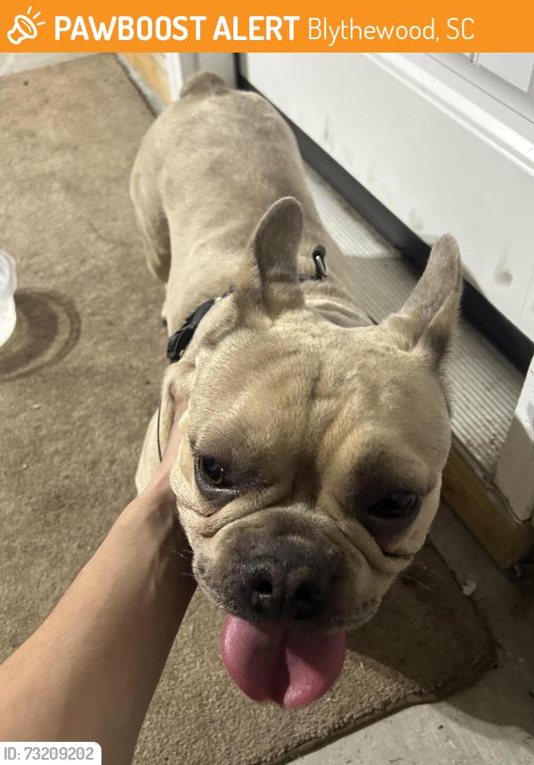 Found/Stray Male Dog last seen Blythewood crossings, Blythewood, SC 29016
