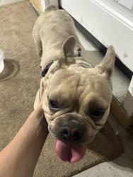 Found/Stray Male Dog last seen Blythewood crossings, Blythewood, SC 29016