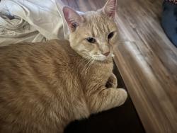 Reunited Male Cat last seen Mission drive and echo lane, Solvang, CA 93463