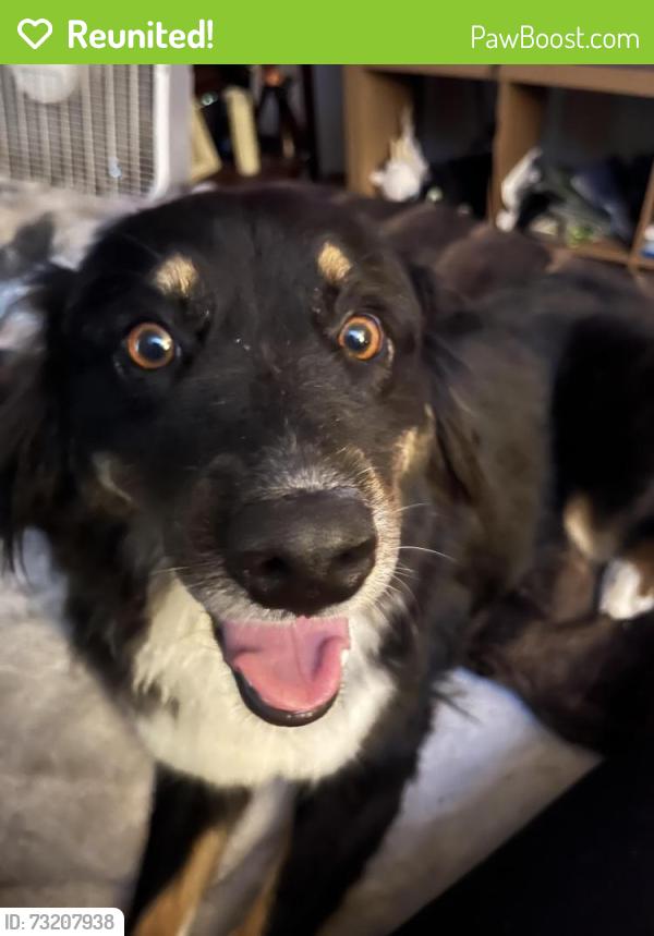 Reunited Female Dog last seen Near Gilbert street, Garden Grove, CA 92841