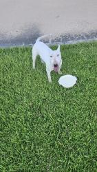 Found/Stray Male Dog last seen By mailbox, Hockley, TX 77447