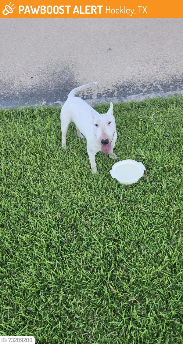 Found/Stray Male Dog last seen By mailbox, Hockley, TX 77447