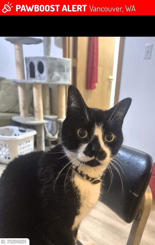 Lost Male Cat last seen 172nd/ pacific middle school, Vancouver, WA 98682