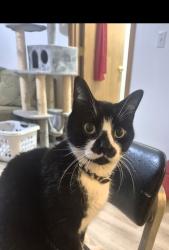 Lost Male Cat last seen 172nd/ pacific middle school, Vancouver, WA 98682