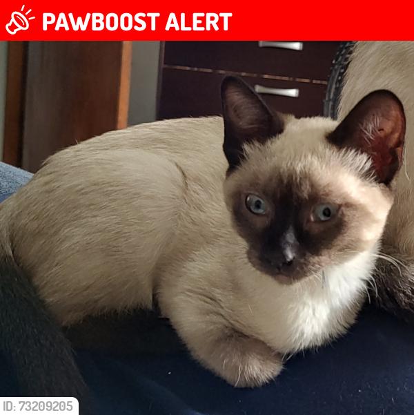 Lost Female Cat last seen Rua Trevo do Mato, Parque Guarani, SP 08235-740