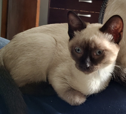 Lost Female Cat last seen Rua Trevo do Mato, Parque Guarani, SP 08235-740