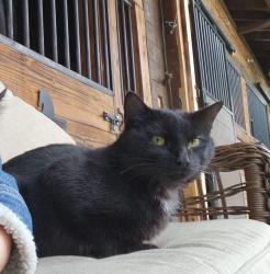 Lost Male Cat last seen Rocky ford rd, Smyrna, TN 37167
