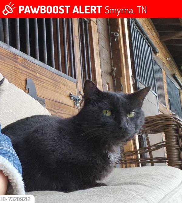 Lost Male Cat last seen Rocky ford rd, Smyrna, TN 37167