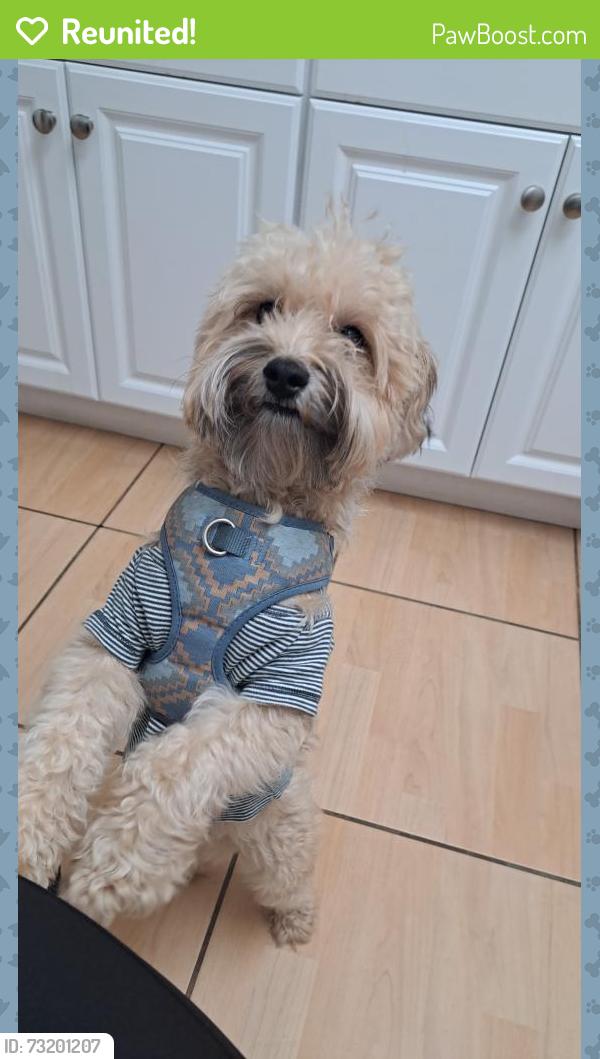 Reunited Male Dog last seen Near nw 1st terr miami Florida, Miami, FL 33125