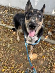 Shelter Stray Male Dog last seen , 14409 Vanowen St, Van Nuys, CA 91405, USA