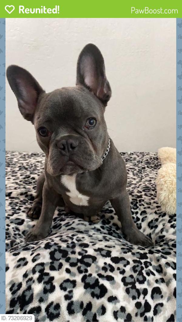 Reunited Male Dog last seen EPA fordman st, Stevens ave, East Palo Alto, CA 94303