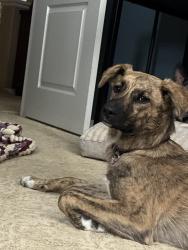 Reunited Female Dog last seen Near Briarcrest Pl, San Diego, CA 92130, USA, San Diego, CA 92130