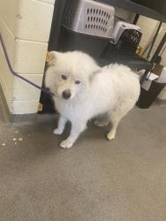 Shelter Stray Female Dog last seen Near BLOCK W 4175 S, TAYLORSVILLE UT 84129, 4522 W 3500 S, West Valley City, UT 84120, USA